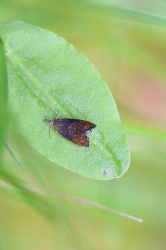 Réf. 257 663 : Dichrorampha sp.